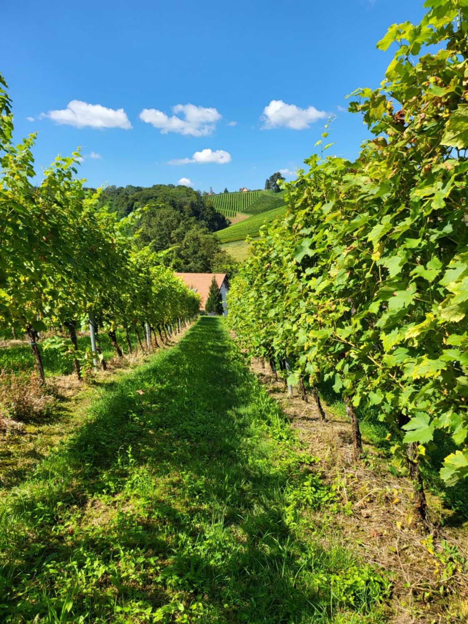 Ferienhaus Zangl Am Seggauberg - Suedsteiermark Leibnitz Bagian luar foto